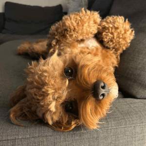 hugo